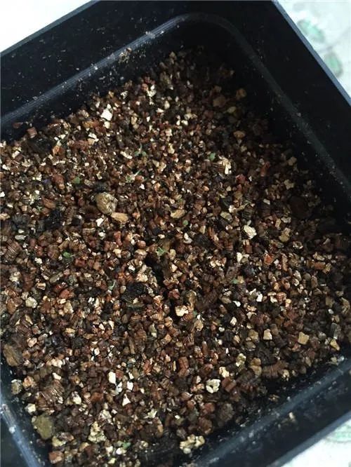 多肉播種不出苗，根本不是你的錯(cuò)——五香瓜子引發(fā)的啟示